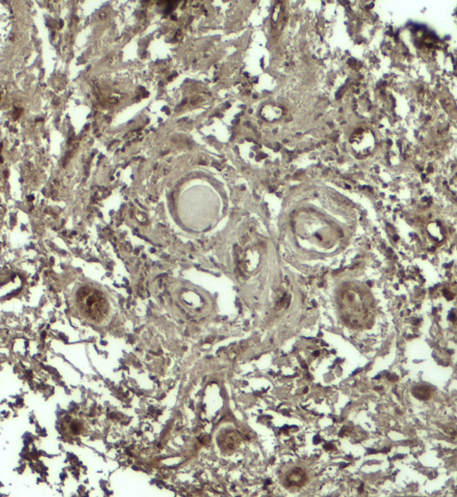 GPRASP1 Antibody in Immunohistochemistry (Paraffin) (IHC (P))