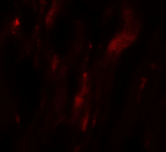 Hopx Antibody in Immunohistochemistry (Paraffin) (IHC (P))