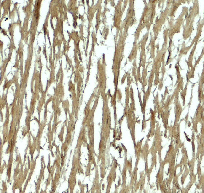 Hopx Antibody in Immunohistochemistry (Paraffin) (IHC (P))