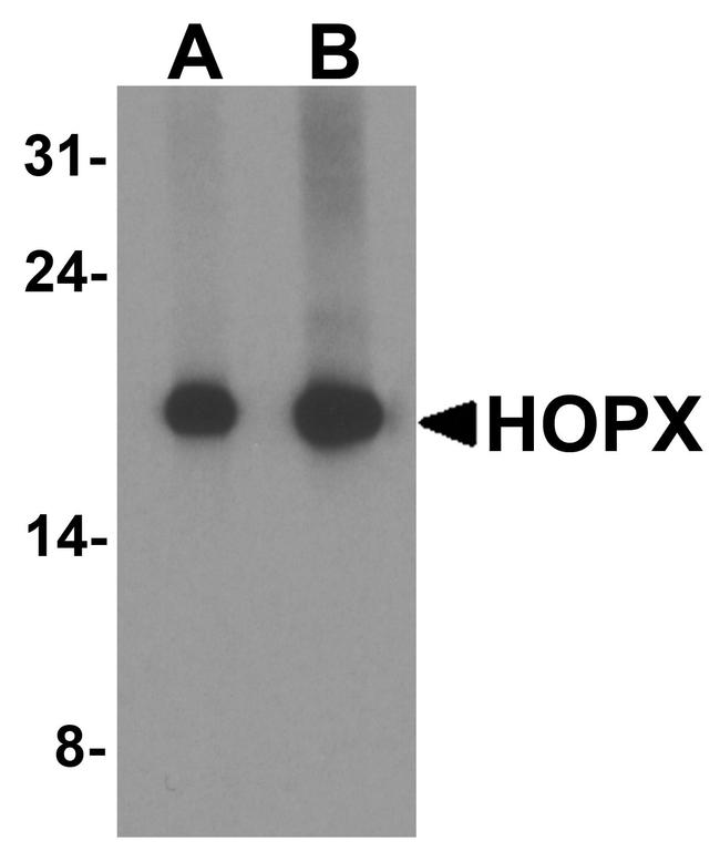 Hopx Antibody in Western Blot (WB)