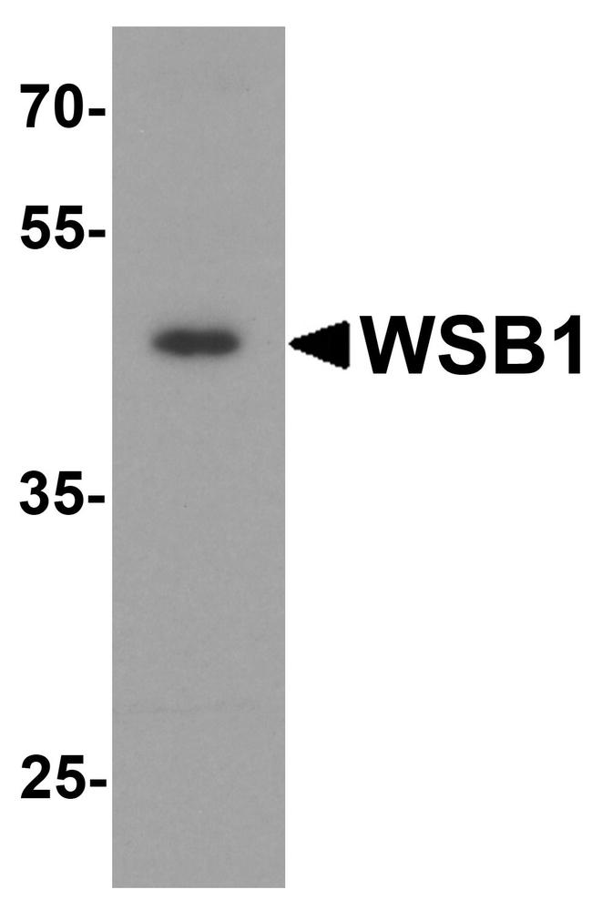 WSB1 Antibody in Western Blot (WB)