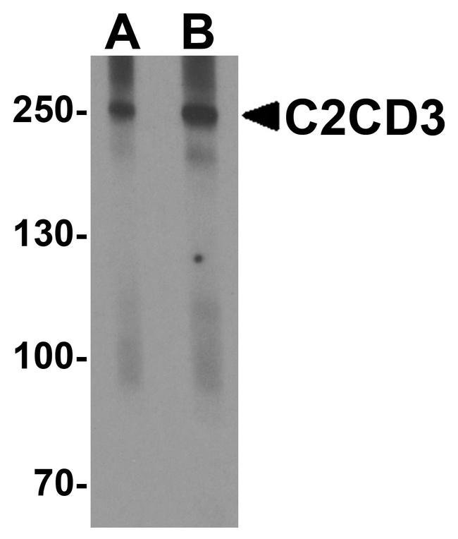 C2CD3 Antibody in Western Blot (WB)