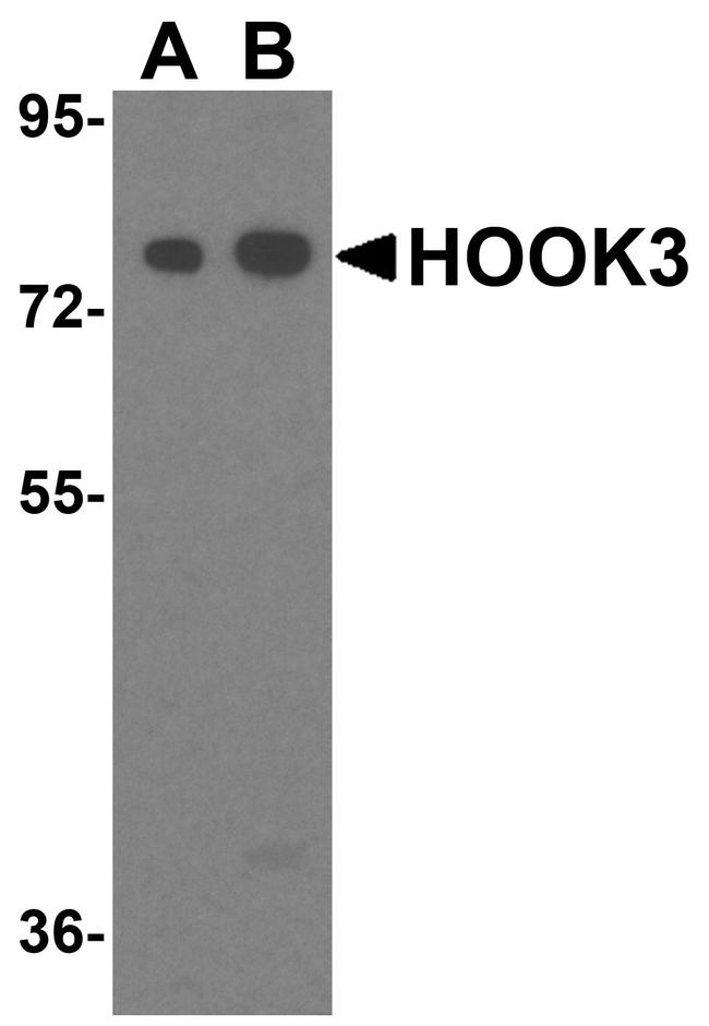 HOOK3 Antibody in Western Blot (WB)