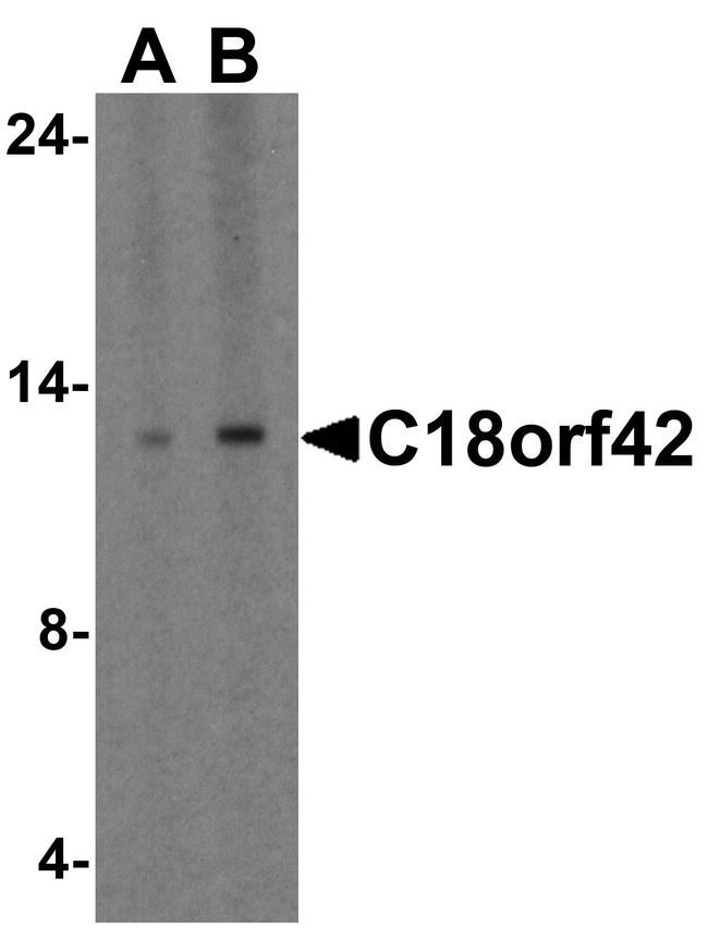 C18orf42 Antibody in Western Blot (WB)