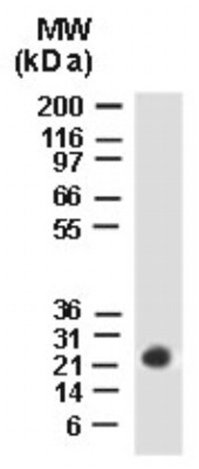 BAG2 Antibody in Western Blot (WB)