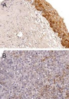 BAG5 Antibody in Immunohistochemistry (Paraffin) (IHC (P))