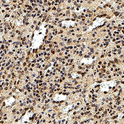 DEDD2 Antibody in Immunohistochemistry (Paraffin) (IHC (P))