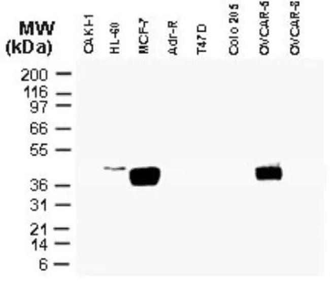 CARD8 Antibody in Western Blot (WB)