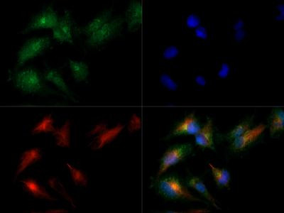 MAT2A Antibody in Immunocytochemistry (ICC/IF)