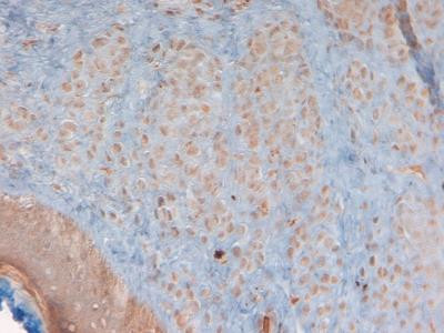 beta-3 Defensin Antibody in Immunohistochemistry (Paraffin) (IHC (P))