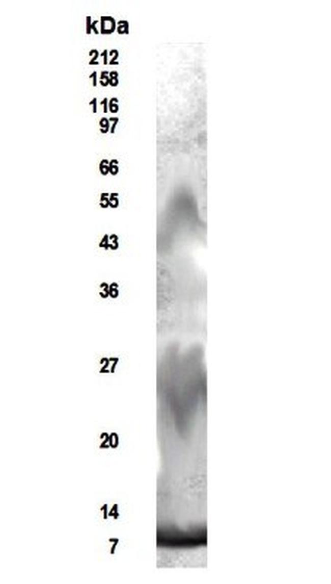 RELM beta Antibody in Western Blot (WB)