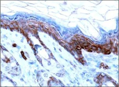 AMBRA1 Antibody in Immunohistochemistry (Paraffin) (IHC (P))