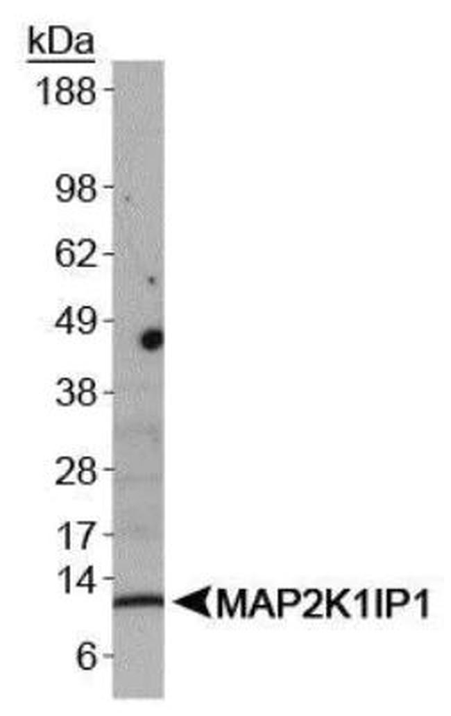 LAMTOR3 Antibody in Western Blot (WB)