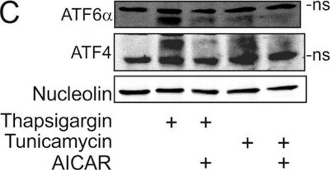 ATF6 Antibody in Western Blot (WB)