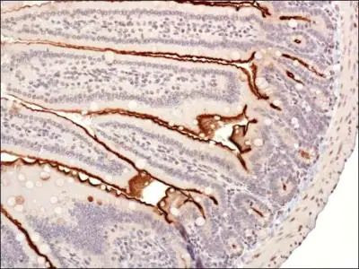 UBE2E1 Antibody in Immunohistochemistry (Paraffin) (IHC (P))