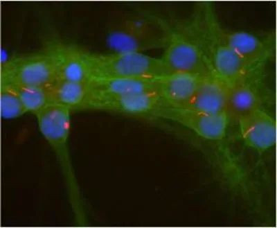 Adenylate Cyclase 3 Antibody in Immunocytochemistry (ICC/IF)