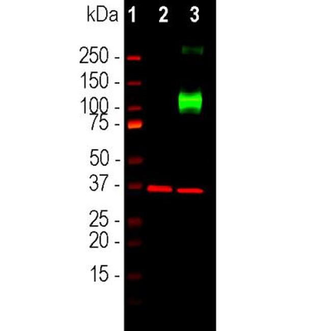 Adenylate Cyclase 3 Antibody in Western Blot (WB)