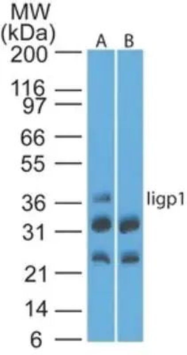 IIGP1 Antibody in Western Blot (WB)