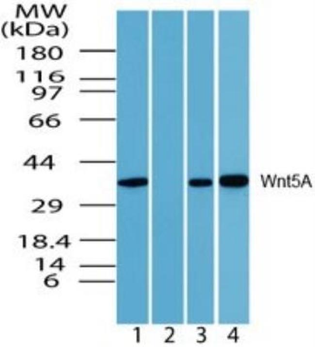 WNT5A Antibody in Western Blot (WB)