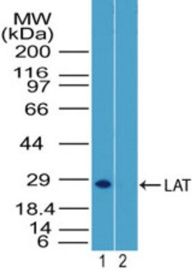 ORC3 Antibody in Western Blot (WB)