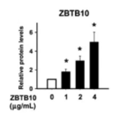 ZBTB46 Antibody in ELISA (ELISA)