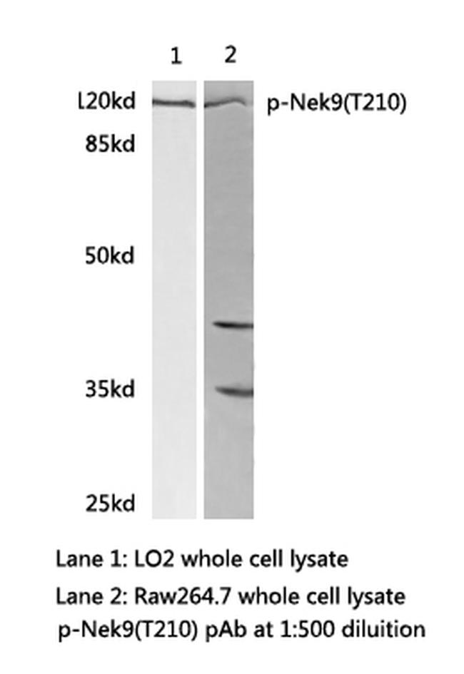 Phospho-NEK9 (Thr210) Antibody in Western Blot (WB)