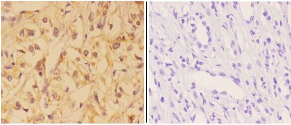 VNN1 Antibody in Immunohistochemistry (Paraffin) (IHC (P))