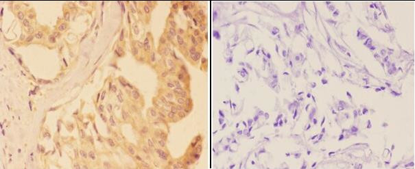 VNN1 Antibody in Immunohistochemistry (Paraffin) (IHC (P))