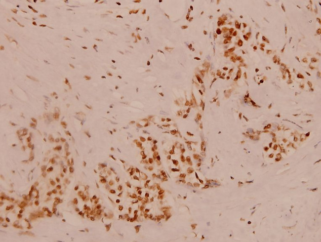 GANP Antibody in Immunohistochemistry (Paraffin) (IHC (P))