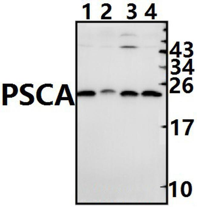 PSCA Antibody in Western Blot (WB)