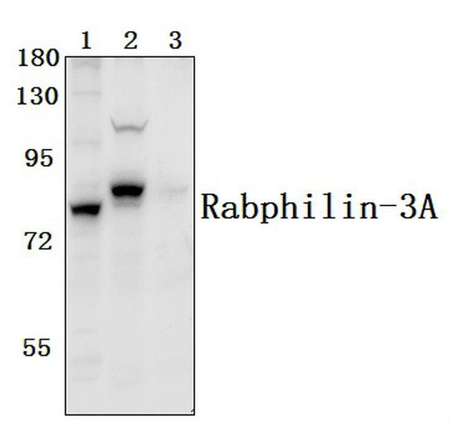 RPH3A Antibody in Western Blot (WB)