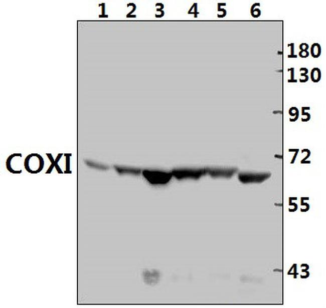 MTCO1 Antibody in Western Blot (WB)