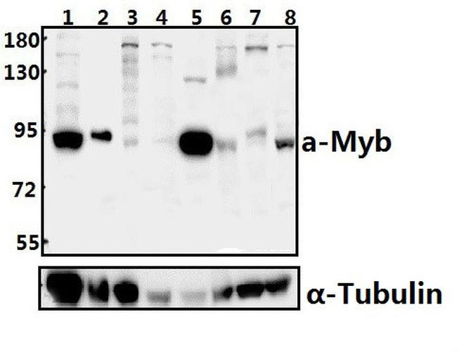 v-Myb Antibody in Western Blot (WB)