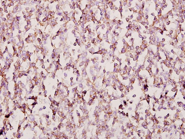 FOXB1/FOXB2 Antibody in Immunohistochemistry (Paraffin) (IHC (P))