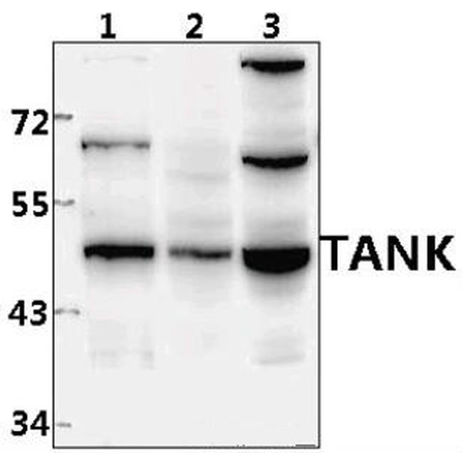 TANK Antibody in Western Blot (WB)