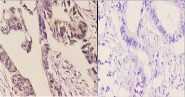 14-3-3 eta Antibody in Immunohistochemistry (Paraffin) (IHC (P))