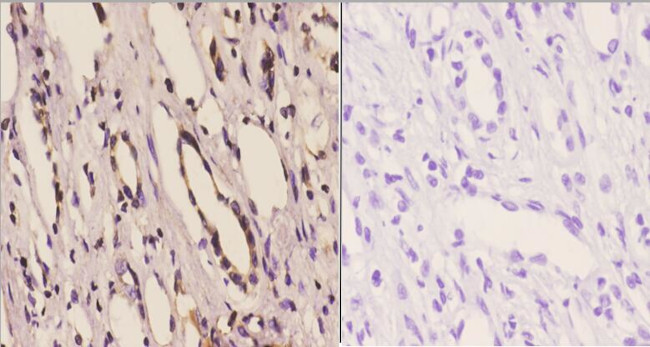 14-3-3 eta Antibody in Immunohistochemistry (Paraffin) (IHC (P))