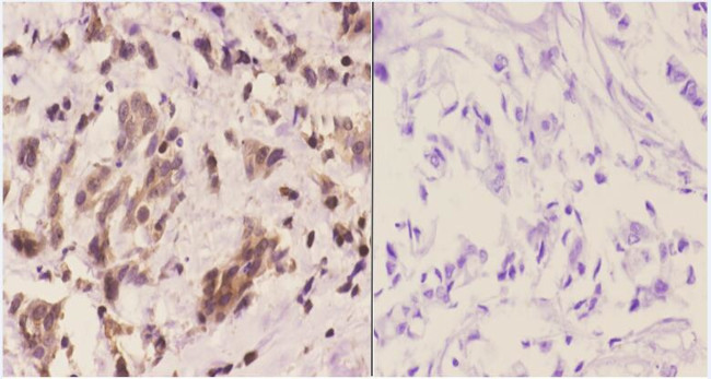 14-3-3 eta Antibody in Immunohistochemistry (Paraffin) (IHC (P))