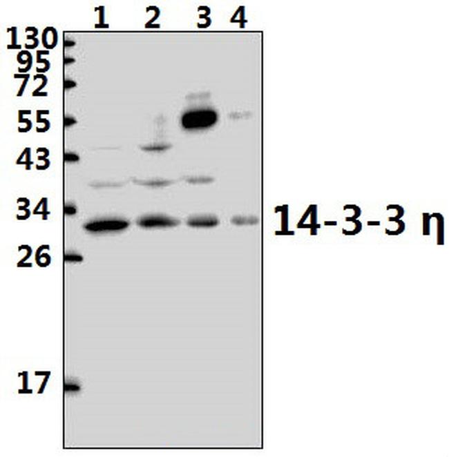 14-3-3 eta Antibody in Western Blot (WB)