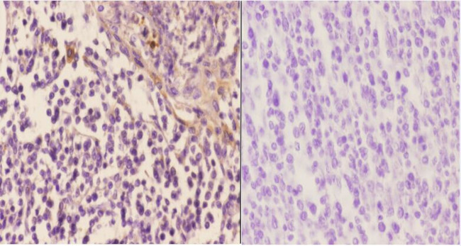 ARR3 Antibody in Immunohistochemistry (Paraffin) (IHC (P))