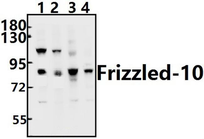 FZD10 Antibody in Western Blot (WB)