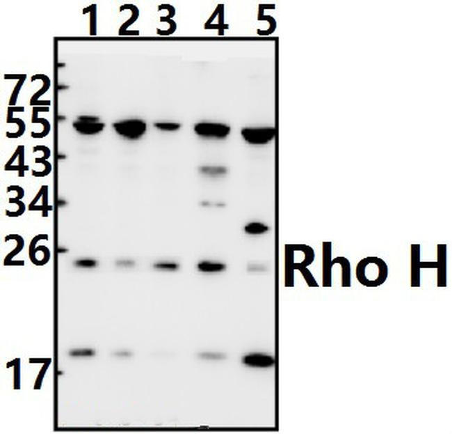 RhoH Antibody in Western Blot (WB)