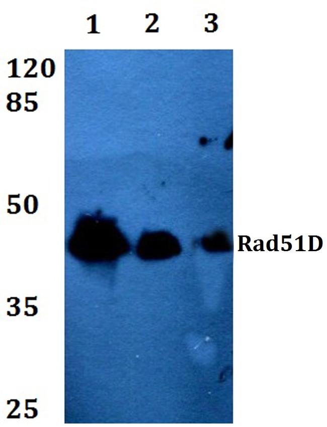 RAD51D Antibody in Western Blot (WB)