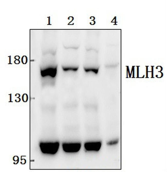 MLH3 Antibody in Western Blot (WB)