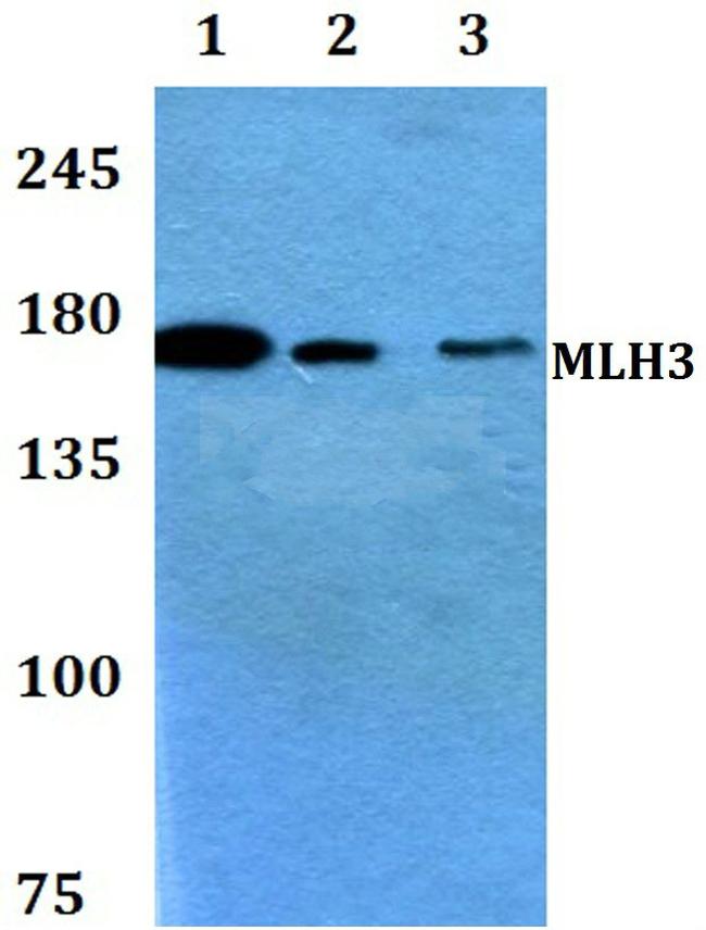 MLH3 Antibody in Western Blot (WB)