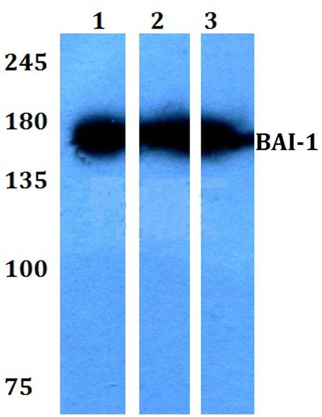 BAI1 Antibody in Western Blot (WB)