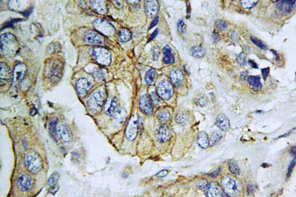 NPY5R Antibody in Immunohistochemistry (Paraffin) (IHC (P))