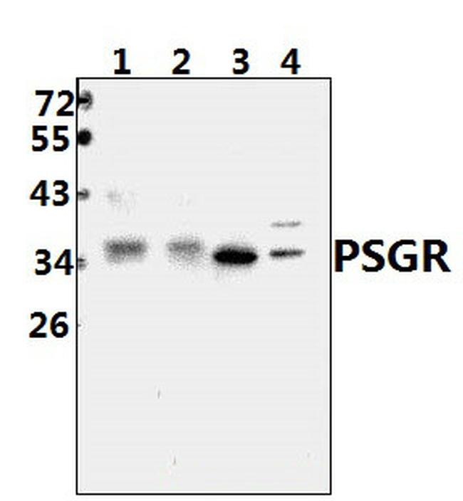 PSGR Antibody in Western Blot (WB)