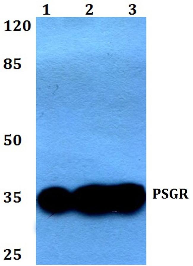 PSGR Antibody in Western Blot (WB)