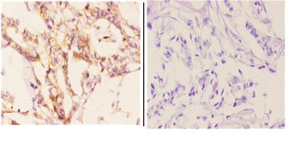 CYP7B1 Antibody in Immunohistochemistry (Paraffin) (IHC (P))